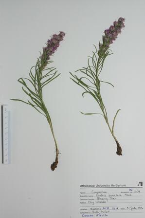  Liatris punctata  (Blazing Star)  