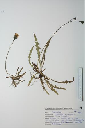 Leontodon autumnalis (Horse Dandelion): Horse Dandelion