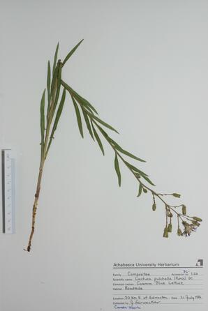 Lactuca pulchella (Common Blue Lettuce): Common Blue Lettuce