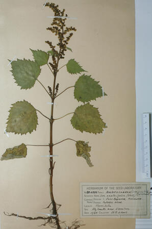   Iva xanthifloia (False Ragweed)   