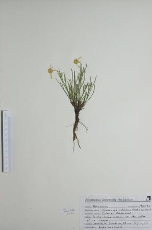 Hymenoxys richardsonii (Colorado Rubberweed): Colorado Rubberweed