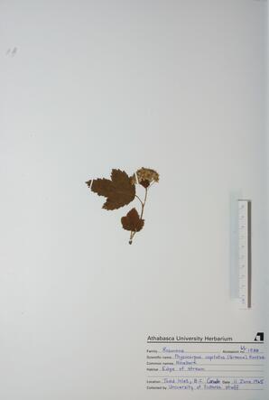 Physocarpus capitatus (Ninebark): Ninebark