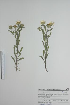 Heterotheca villosa (Golden Aster): Golden Aster