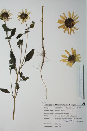 Helianthus annuus (Sunflower): Sunflower