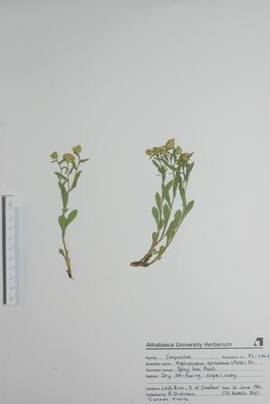  Haplopappus spinulosus  (Spiny Iron Plant)  
