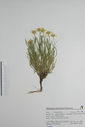  Gutierrezia sarothrae  (Broomweed)  