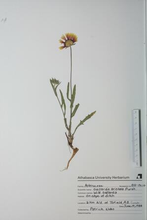   Gaillardia aristata  (Gaillardia)   