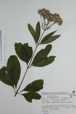 Eupatorium maculatum (Joe Pye Weed): Joe Pye Weed