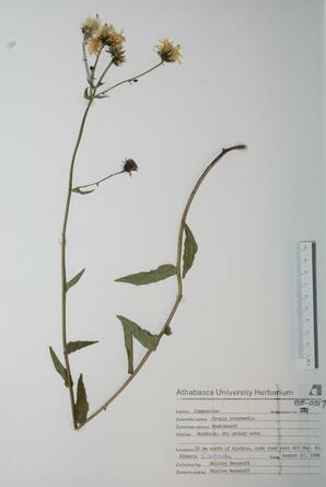 Crepis intermedia (HawksBeard): HawksBeard