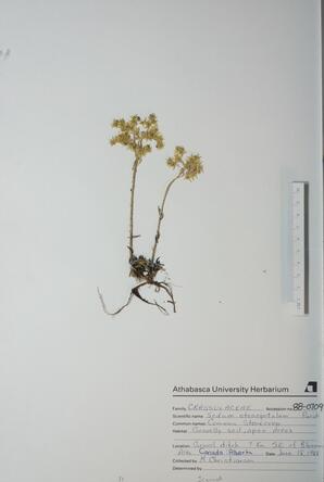 Sedum stenopetalum (Common Stonecrop): Common Stonecrop