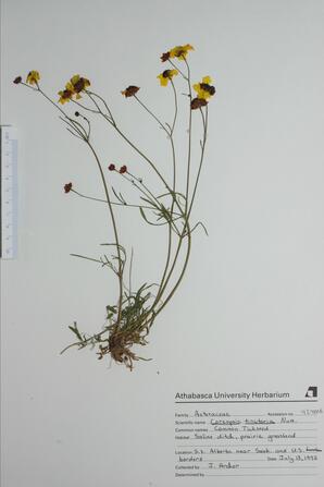   Coreopsis tinctoria (Common tickseed)   