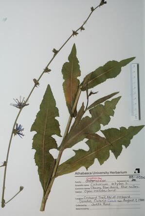 cichorium intybus (chicory): chicory