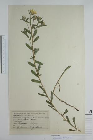  Chrysopsis hirsutissima (Golden Aster)  