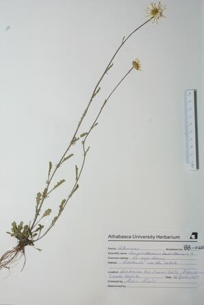 Chrysanthemum leucanthemum (Ox-eye Daisy): Ox-eye Daisy