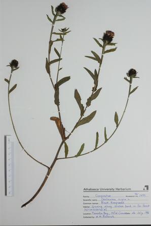 Centaurea nigra (Black Knapweed): Black Knapweed
