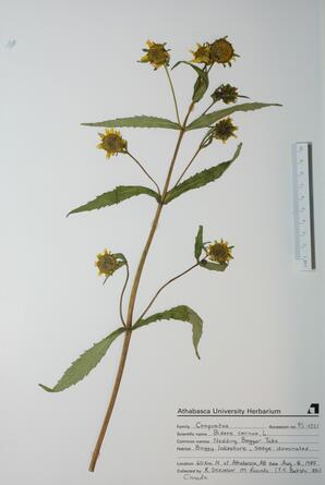 Bidens cernua (Nodding Beggar-ticks): Nodding Beggar-ticks