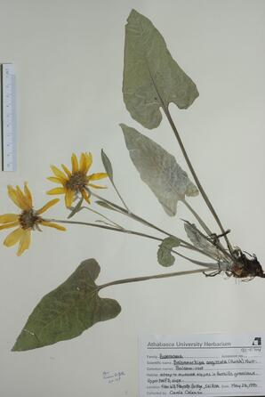   Balsamorhiza sagittata (Balsam Root)   