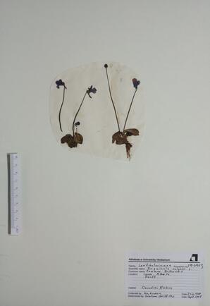   Pinquicula vulgaris (Butterwort)   