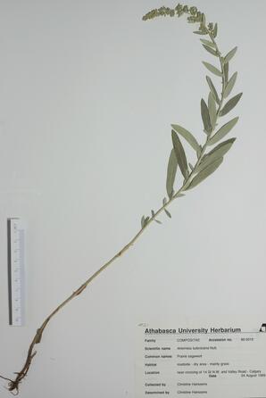 Artemesia ludoviciana (Prairie Sagewort): Prairie Sagewort