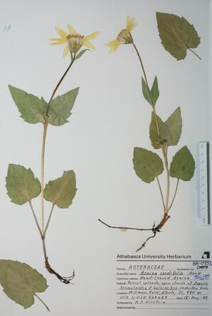   Arnica  cordifolia  (Heart-leaf Arnica)   