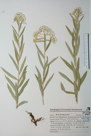 Anaphalis margaritacea (Pearly Everlasting): Pearly Everlasting