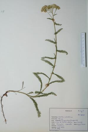 Achillea millefolium (Yarrow): Yarrow