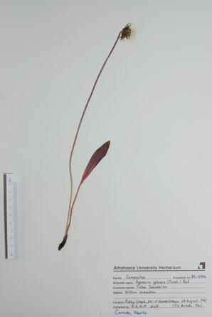 Agoseris glauca (False Dandelion): False Dandelion
