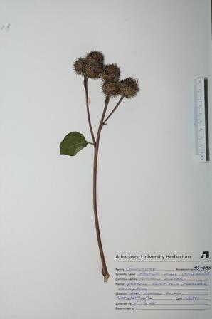 Arctium minus (Common Burdock): Common Burdock