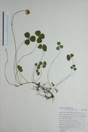   Triflorum repens (White Clover)   