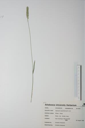 Agropyron pectiniforme (Crested Wheatgrass): Crested Wheatgrass