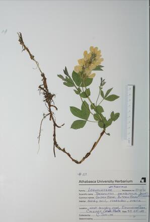 Thermopsis rhombifolia (Golden Bean): Golden Bean
