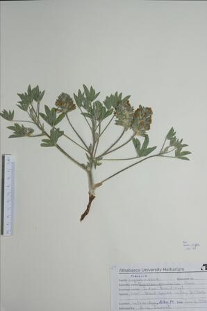  Psoralea esculenta (Indian Bread root)   