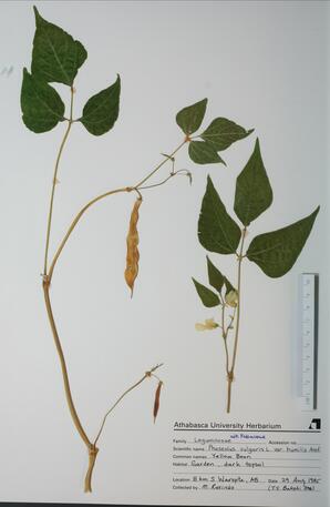Phaseolus vulgaris (Yellow Bean): Yellow Bean