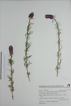 Petalostemon purpureum (pruple prarie clover): pruple prarie clover