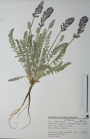 Oxytropis splendens (Showy Loco-weed): Showy Loco-weed