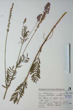 Onobrychis viciifolia (Sainfoin): Sainfoin