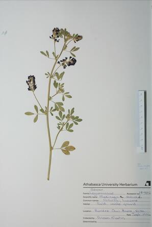   Medicago sativa (Alfalfa)   