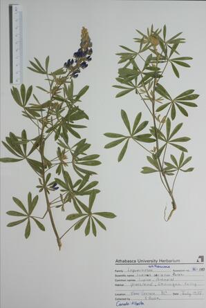 Lupinus sericeus (Perennial Lupine): Perennial Lupine