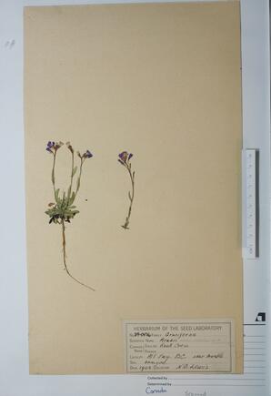   Arabis  albertina (Rock Cress)   