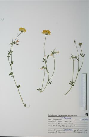  Lotus corniculatus (Bird's-foot Trefoil)  