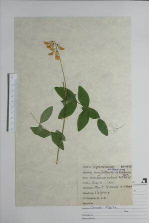  Lathyrus ochroleucus  (Peavine)  