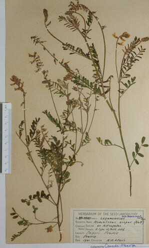  Homalobus  disper (Milk Vetch)  