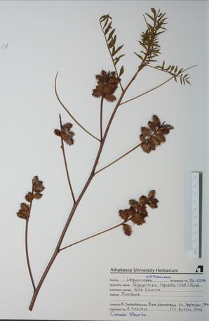  Glycyrrhiza lepidota  (Wild Licorice)  