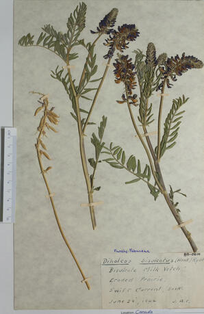 Diholcos bisulcatus (Bisulcate Milk vetch): Bisulcate Milk vetch