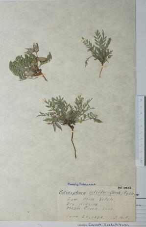 Batidophaca latiflora (Low Milk Vetch): Low Milk Vetch