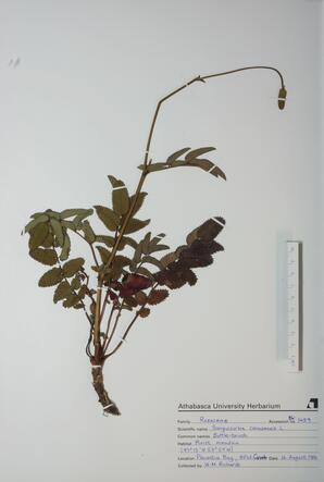 Sanguisorba canadensis (Bottle-brush)  