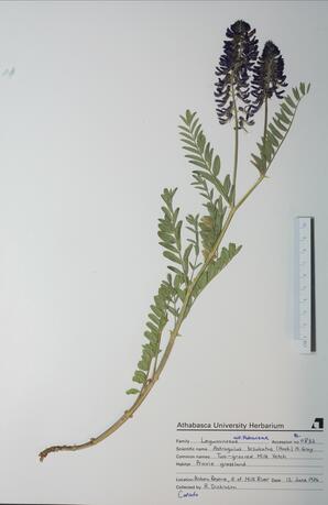 Astragalus bisulcatus (Twogrooved Milk Vetch): Twogrooved Milk Vetch