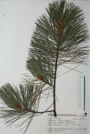 Pinus monticola (Western White Pine): Western White Pine