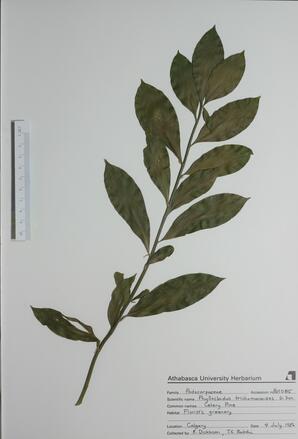 Phyllocladus trichomanoides (Celery Pine): Celery Pine