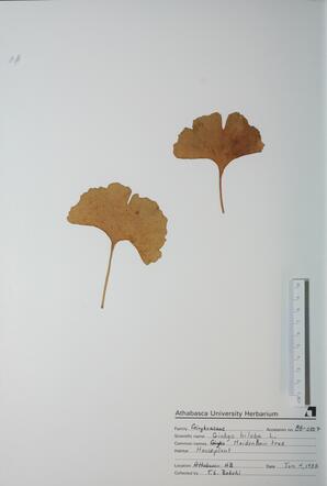 Ginkgo biloba (Maidenhair Tree): Maidenhair Tree